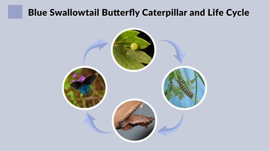 Blue Swallowtail Butterfly Caterpillar and Life Cycle