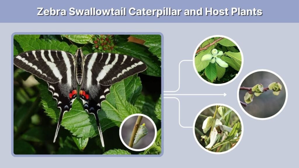 Zebra Swallowtail Caterpillar and Host Plants