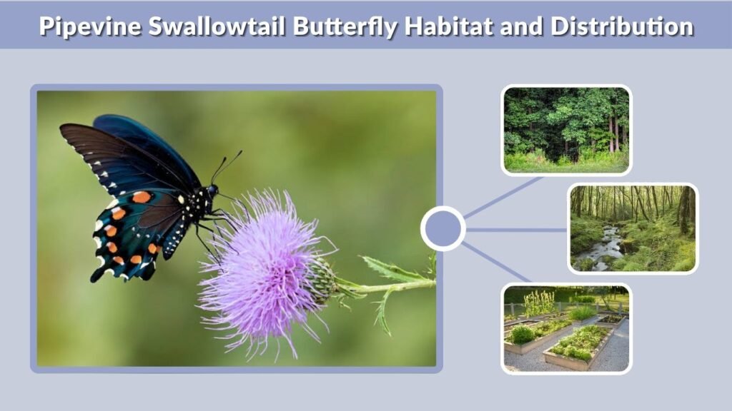 Pipevine Swallowtail Butterfly Habitat and Distribution