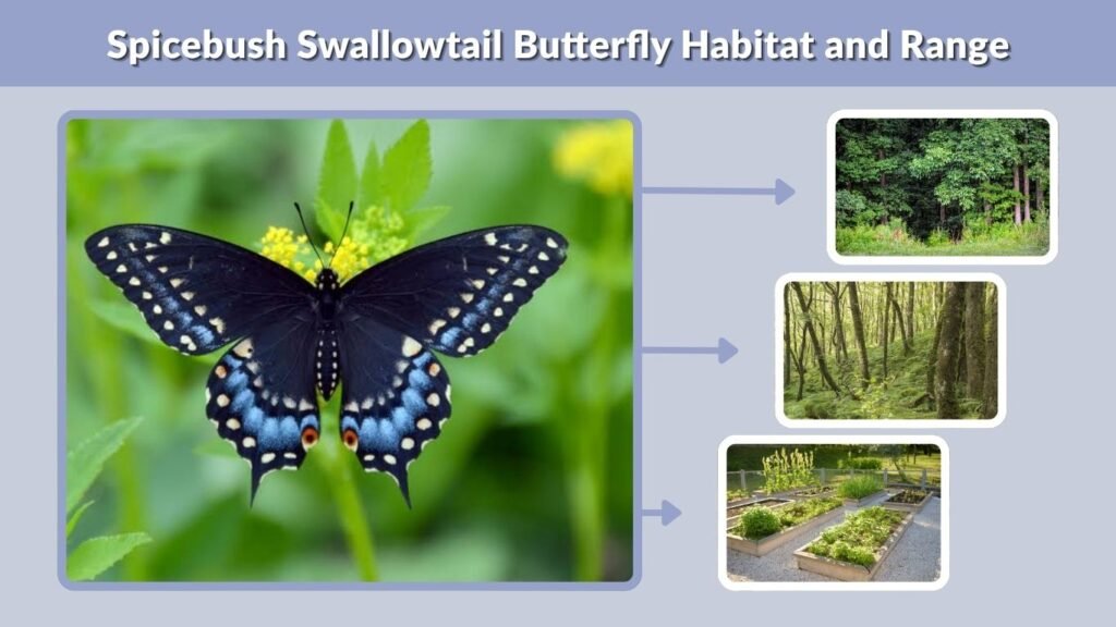 Spicebush Swallowtail Butterfly Habitat and Range