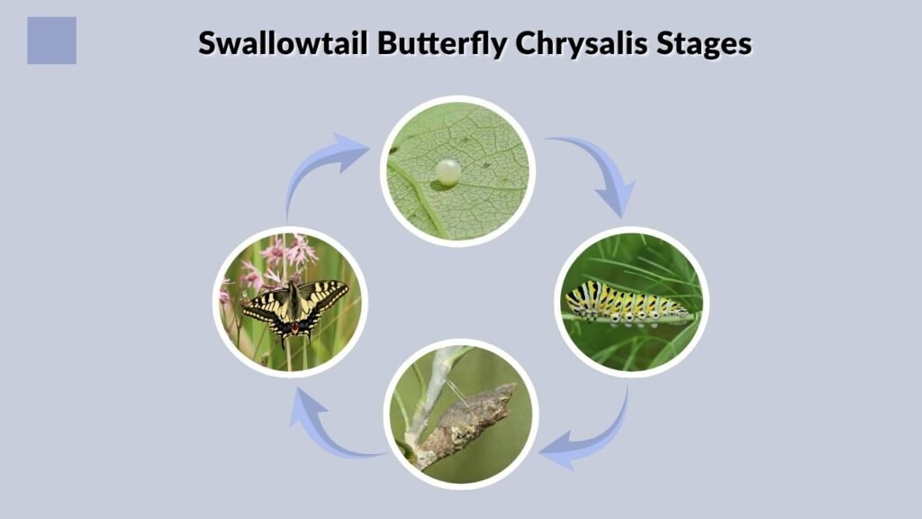 Swallowtail Butterfly Chrysalis Stages