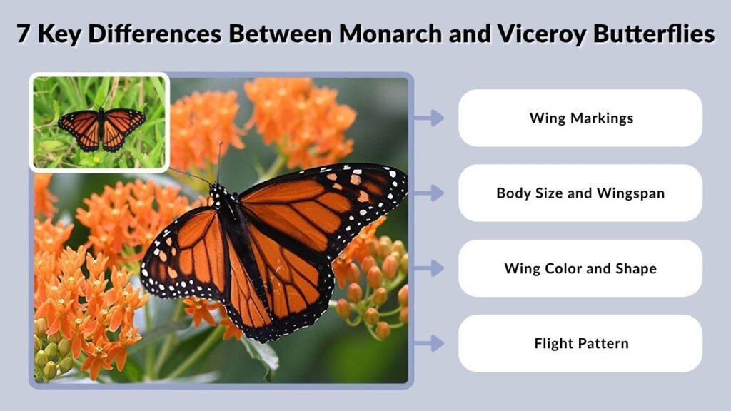 7 Key Differences Between Monarch and Viceroy Butterflies