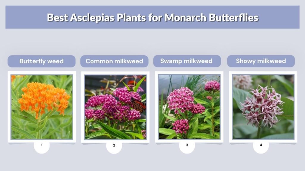 Best Asclepias Plants for Monarch Butterflies