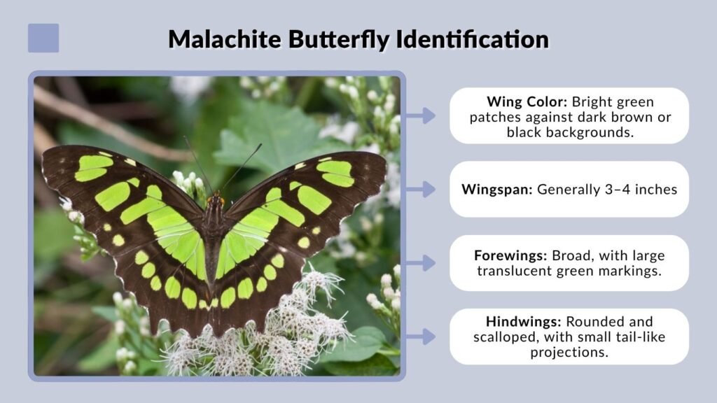 Malachite Butterfly Identification