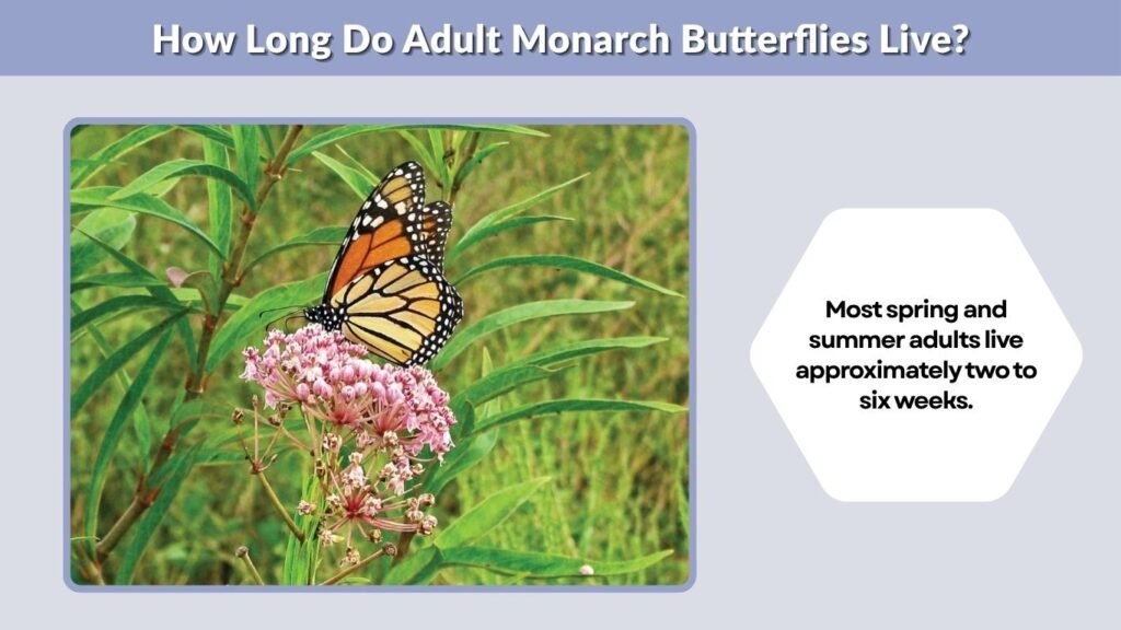 How Long Do Adult Monarch Butterflies Live?