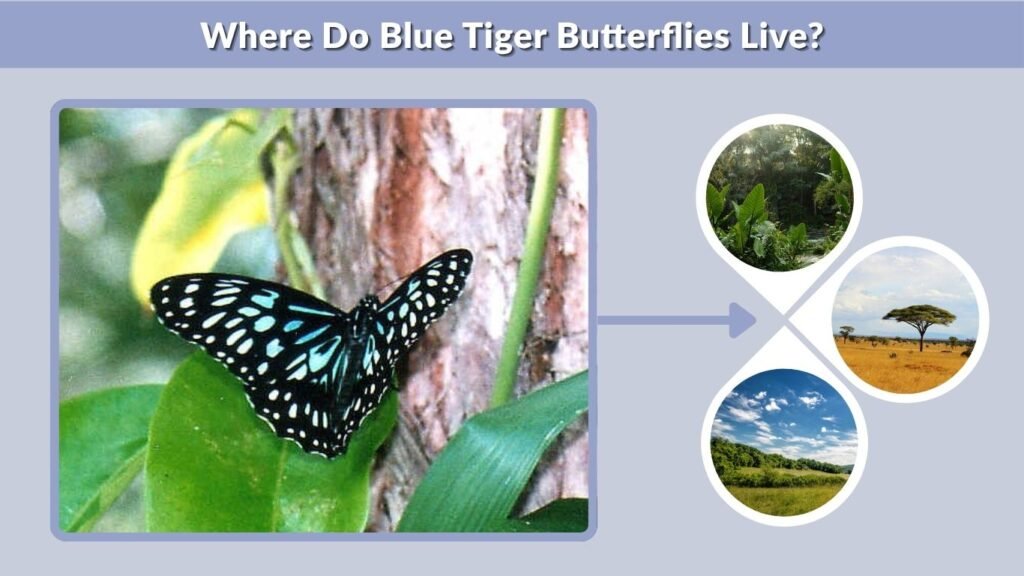 Where Do Blue Tiger Butterflies Live?
