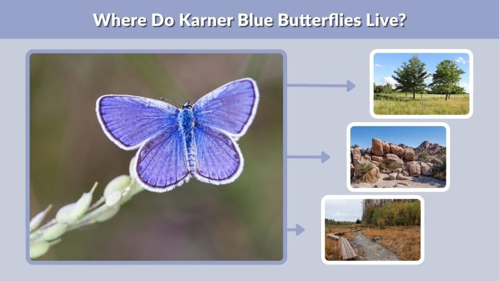 Where Do Karner Blue Butterflies Live?