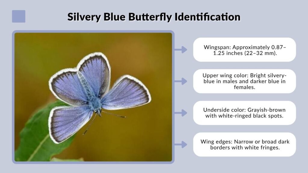 Silvery Blue Butterfly Identification