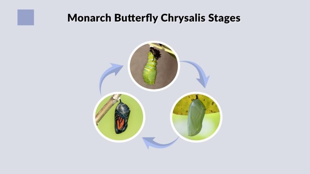 Monarch Butterfly Chrysalis Stages