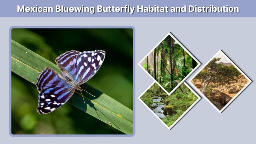 Mexican Bluewing Butterfly Habitat and Distribution