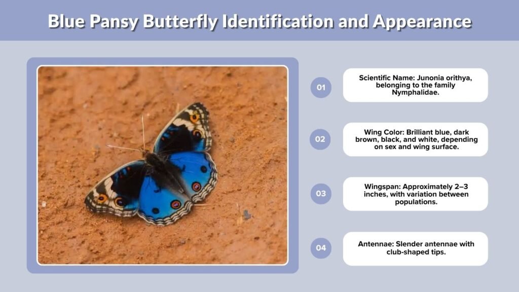 Blue Pansy Butterfly Identification and Appearance