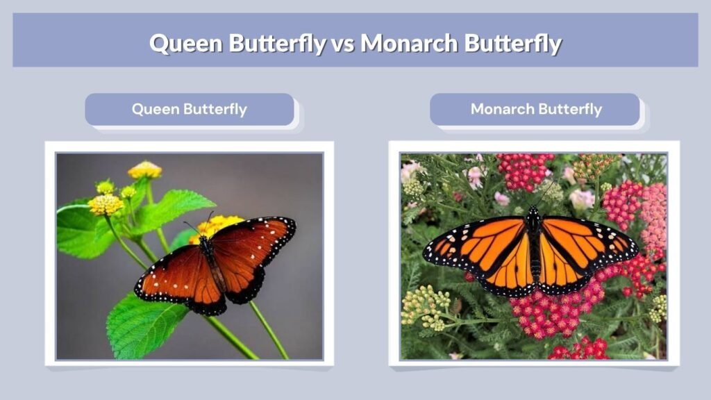 Queen Butterfly vs Monarch Butterfly