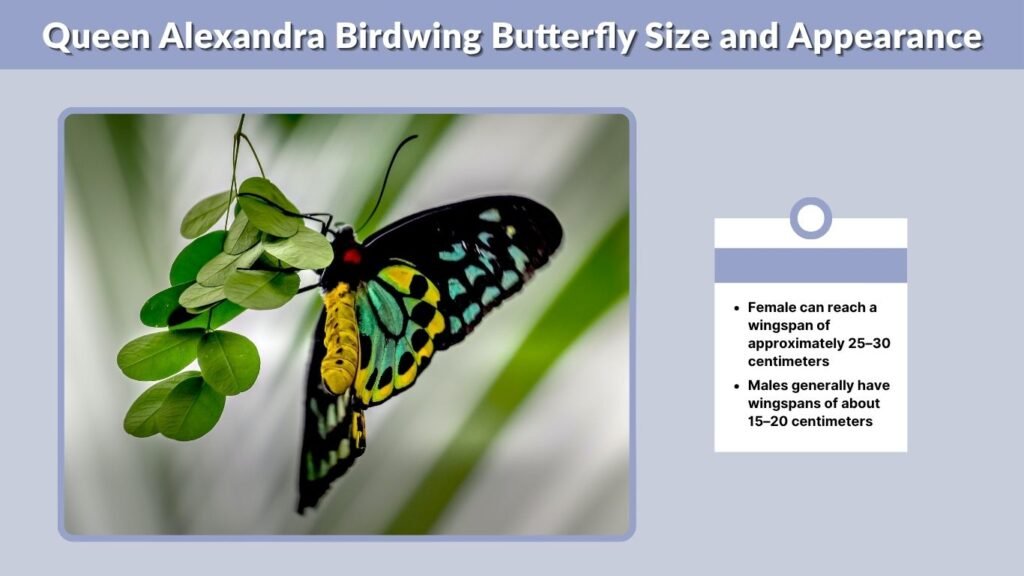 Queen Alexandra Birdwing Butterfly Size and Appearance
