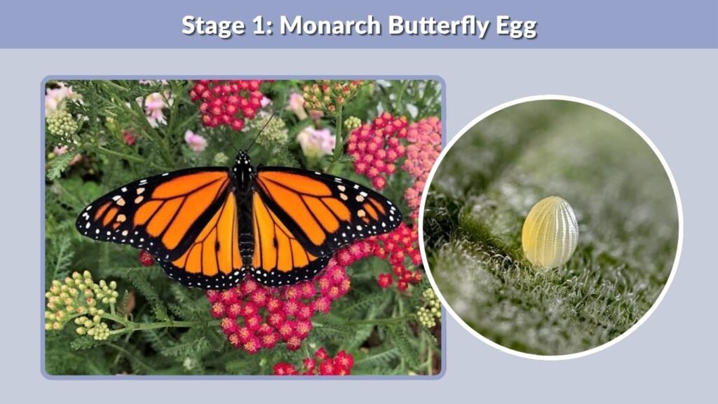 Stage 1: Monarch Butterfly Egg