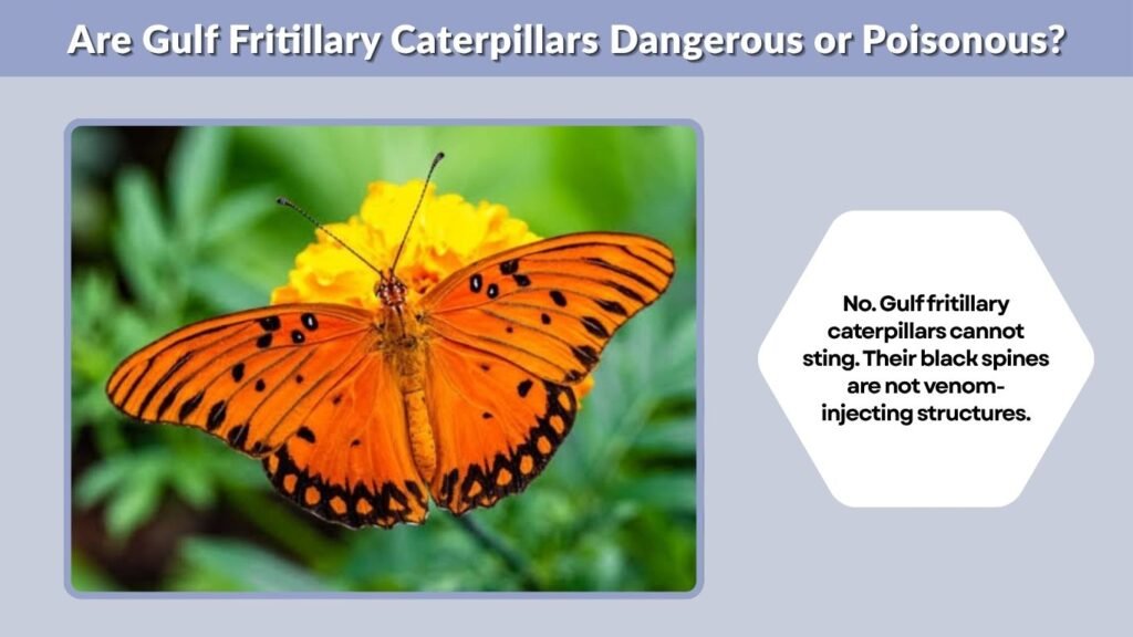 Are Gulf Fritillary Caterpillars Dangerous or Poisonous?