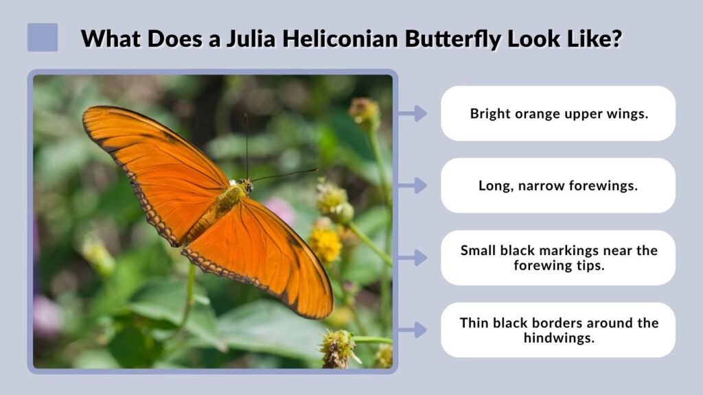 Julia Heliconian Butterfly: Identification, Diet & Life Cycle