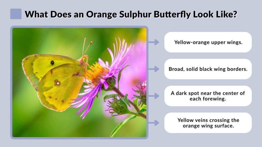 What Does an Orange Sulphur Butterfly Look Like?