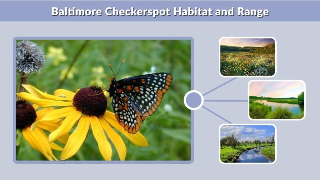 Baltimore Checkerspot Habitat and Range