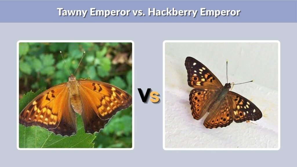 Tawny Emperor vs. Hackberry Emperor