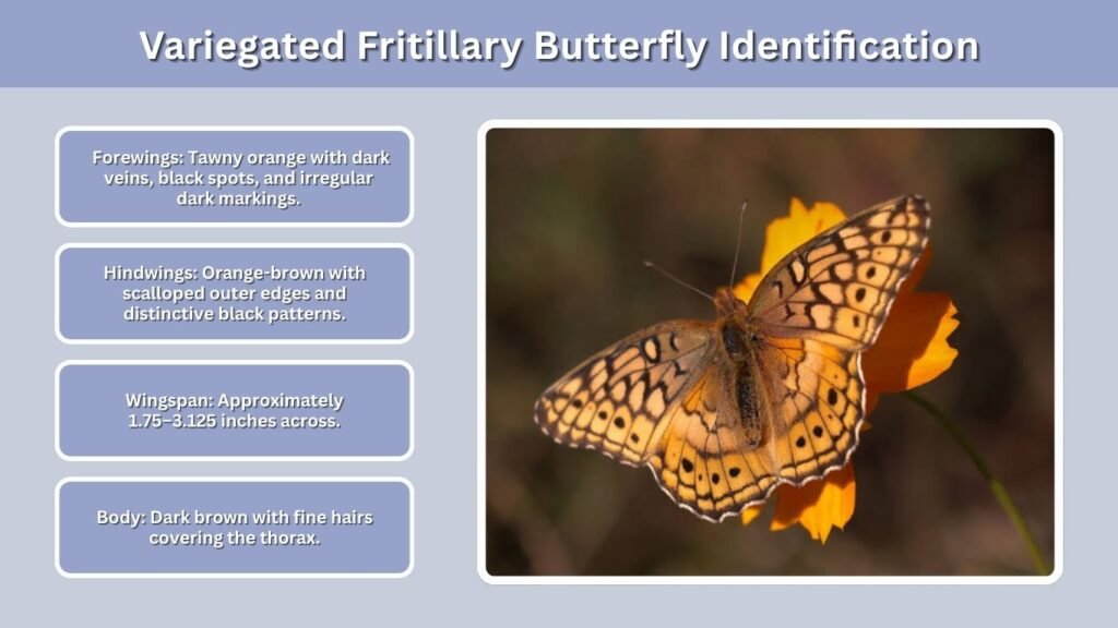 Variegated Fritillary Butterfly Identification