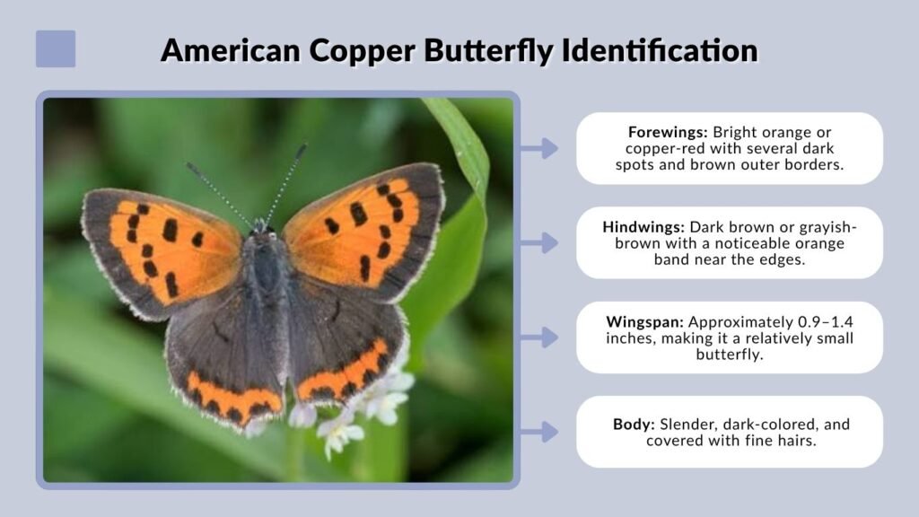 American Copper Butterfly Identification