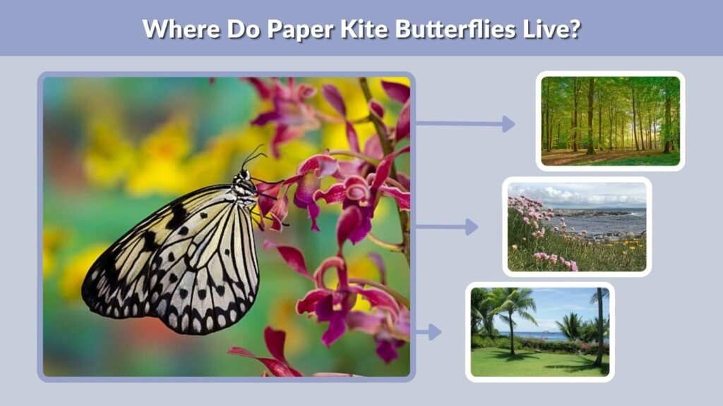 Where Do Paper Kite Butterflies Live?