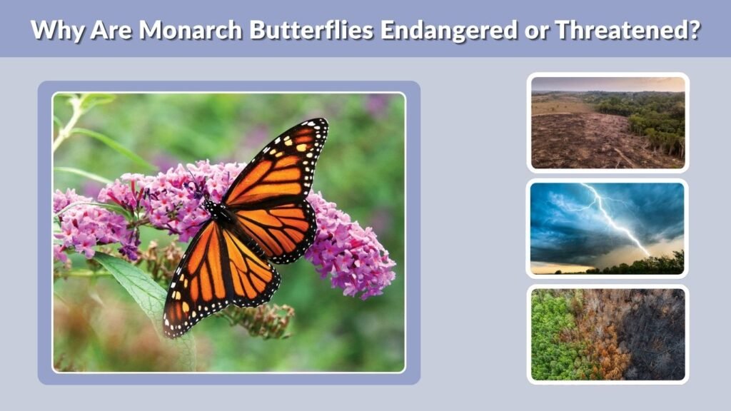 Why Are Monarch Butterflies Endangered or Threatened?