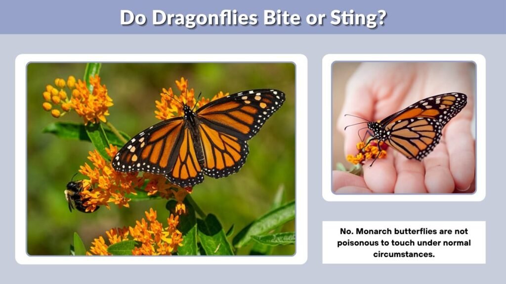 Are Monarch Butterflies Poisonous to Humans?