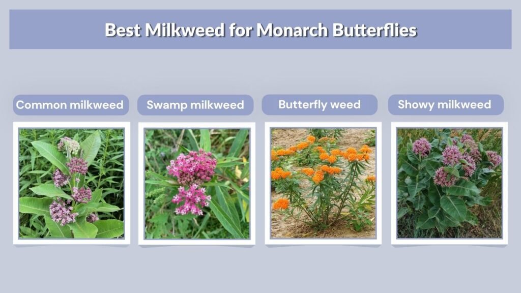 Best Milkweed for Monarch Butterflies