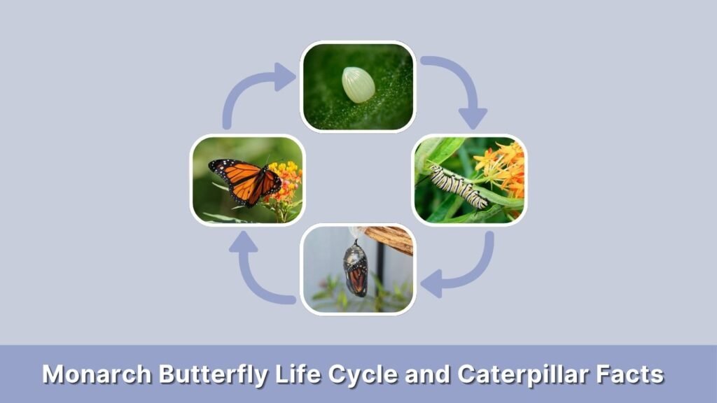 Monarch Butterfly Life Cycle and Caterpillar Facts