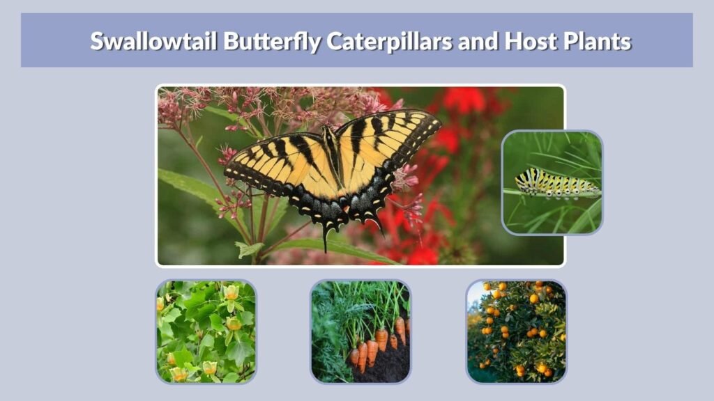 Swallowtail Butterfly Caterpillars and Host Plants