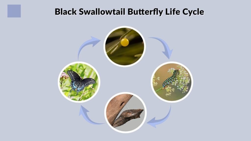 Black Swallowtail Butterfly Life Cycle