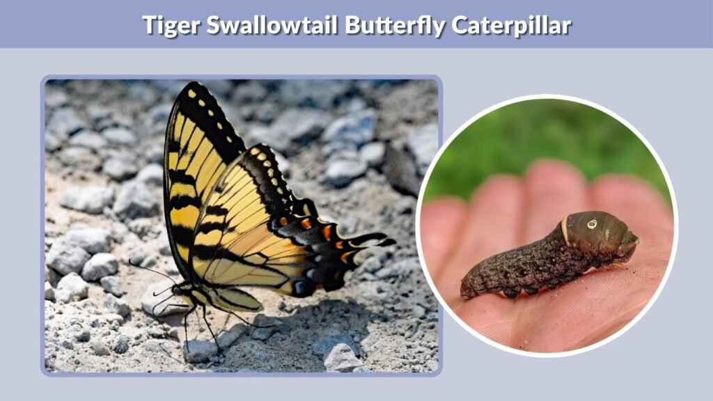 Tiger Swallowtail Butterfly Caterpillar