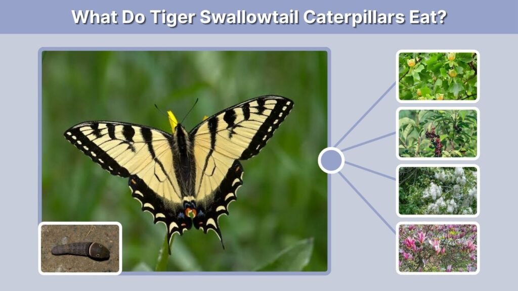 What Do Tiger Swallowtail Caterpillars Eat?