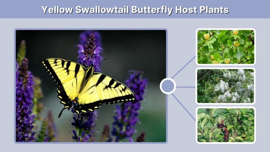 Yellow Swallowtail Butterfly Host Plants
