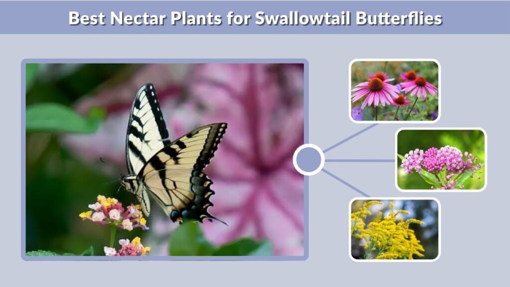 Best Nectar Plants for Swallowtail Butterflies