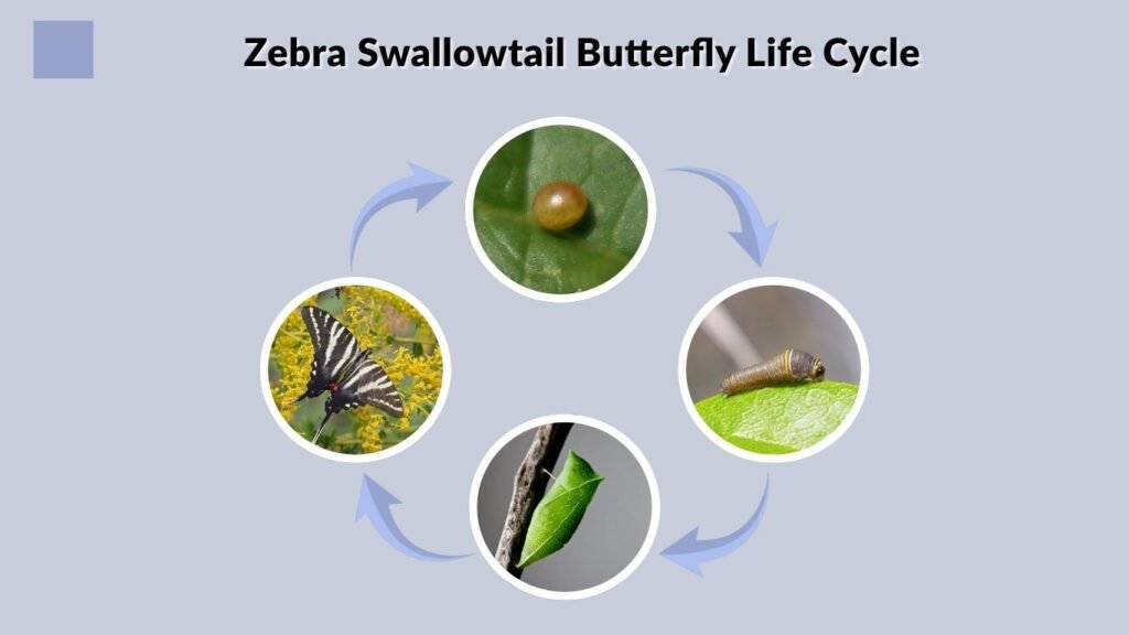 Zebra Swallowtail Butterfly Life Cycle