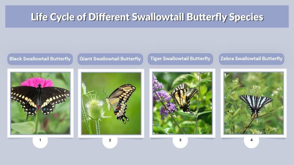 Life Cycle of Different Swallowtail Butterfly Species