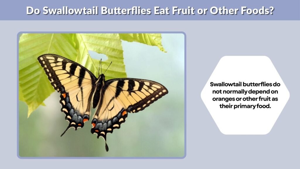 Do Swallowtail Butterflies Eat Fruit or Other Foods?
