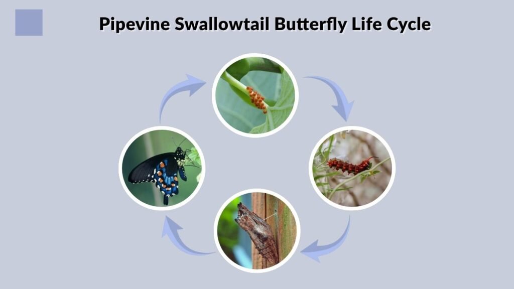 Pipevine Swallowtail Butterfly Life Cycle