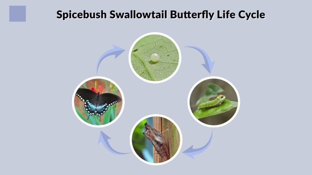 Spicebush Swallowtail Butterfly Life Cycle