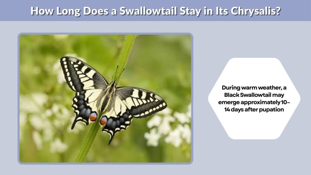 How Long Does a Swallowtail Stay in Its Chrysalis?