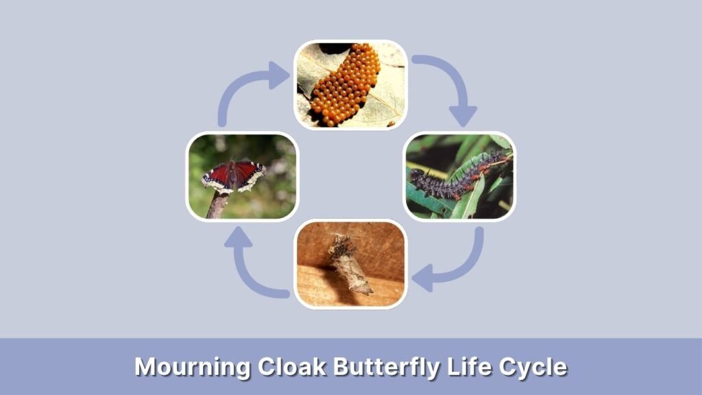 Mourning Cloak Butterfly Life Cycle