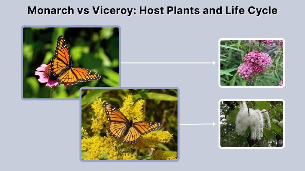 Monarch vs Viceroy: Host Plants and Life Cycle