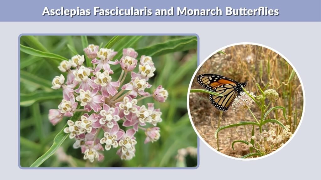 Asclepias Fascicularis and Monarch Butterflies