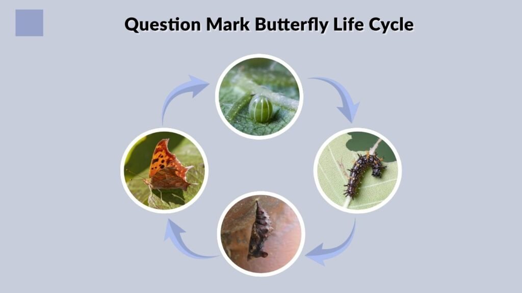 Question Mark Butterfly Life Cycle