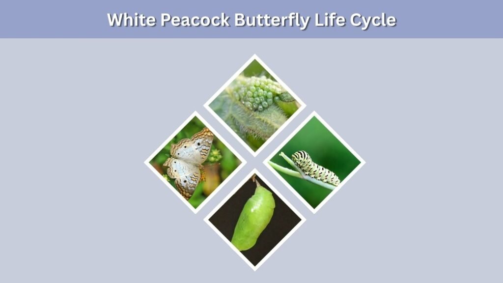 White Peacock Butterfly Life Cycle