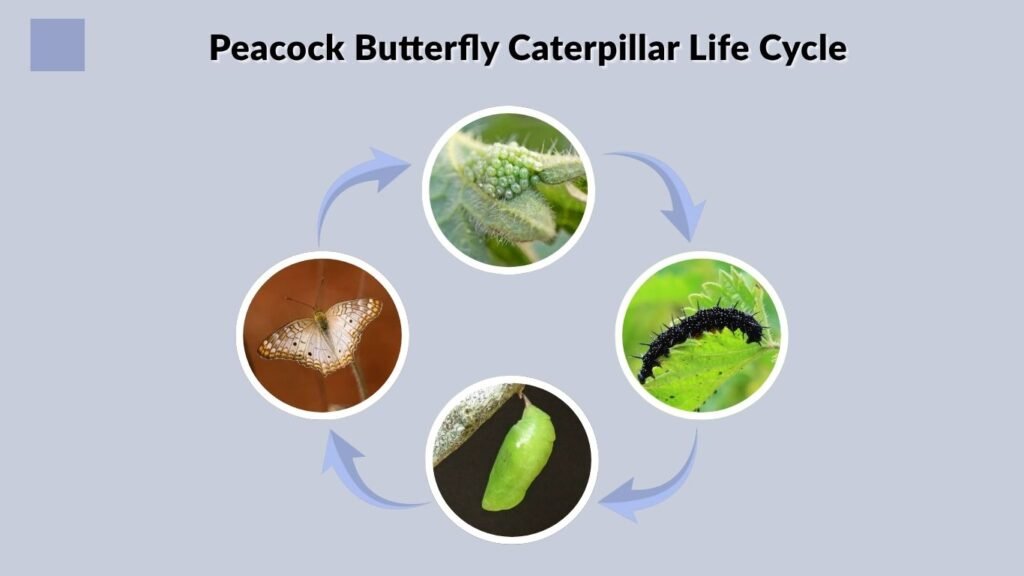 Peacock Butterfly Caterpillar Life Cycle