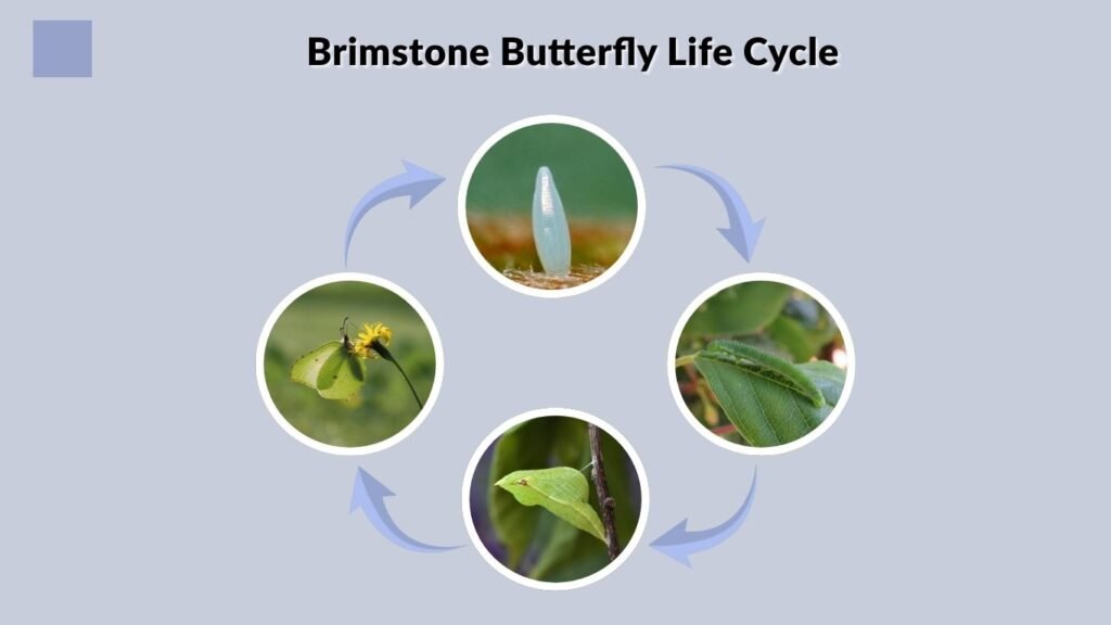 Brimstone Butterfly Life Cycle