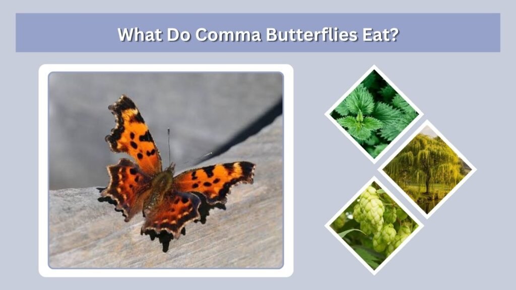 What Do Comma Butterflies Eat?